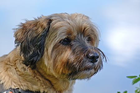 dog, head, animal, pet, wildlife photography, portrait thumbnail