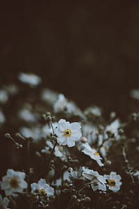 shallow focus photography of white flower thumbnail