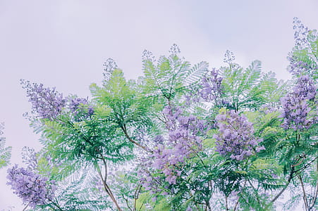 Painting of Purple Crepe Myrtle Trees thumbnail
