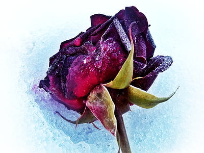 purple rose thumbnail