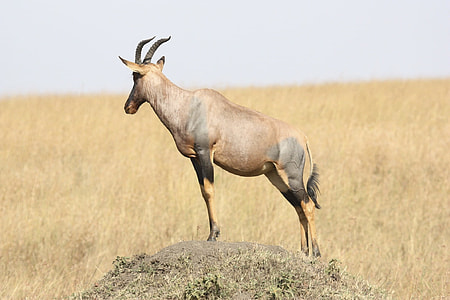 goat on hill surrounding grass thumbnail