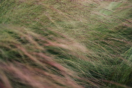 green grass thumbnail