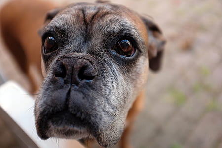 Black Tan and White Short Coated Dog thumbnail