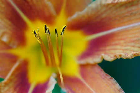 selective focus photo of orange lily in bloom thumbnail