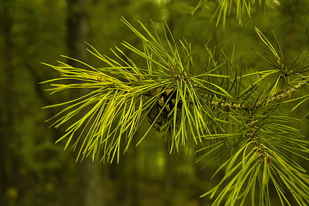 green leafed thumbnail