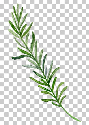 , Hand-painted leaf border, green leaf illustration PNG clipart