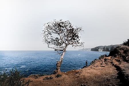 landscape photo of tree on cliff thumbnail