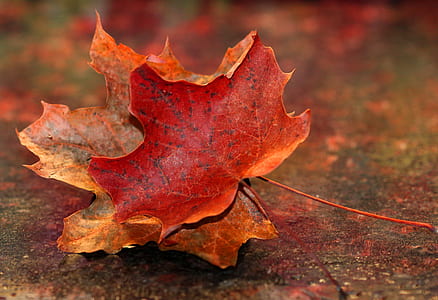orange dried leaf thumbnail