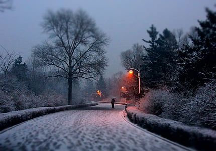 person walking on snow covered pavement between trees at daytime thumbnail
