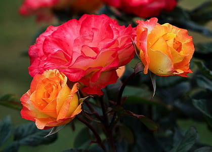 shallow focus photography of red and orange flower thumbnail
