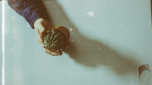 person holding cactus thumbnail