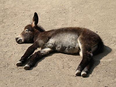 brown donkey lying on ground thumbnail