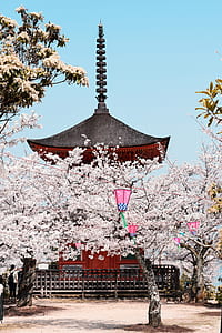 landscape photography of shrine thumbnail