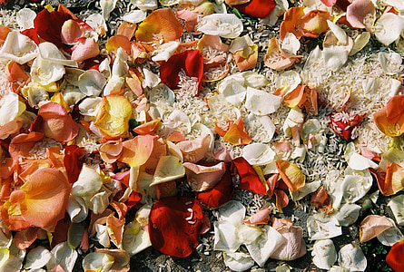 orange, white, and red rose petals on ground thumbnail