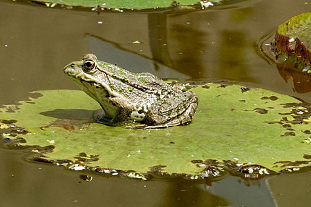 green frog sits on green plant thumbnail