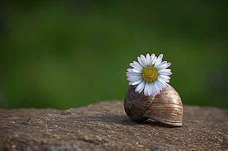 macro photography of snail shell and daisy flower thumbnail