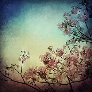 pink cherry blossom tree painting thumbnail