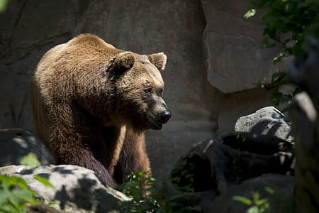 brown bear thumbnail