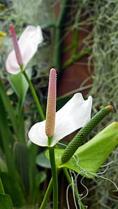 Peace lilies in the greenhouse. thumbnail