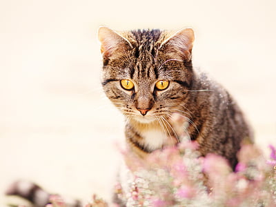 brown tabby cat in closeup photography thumbnail