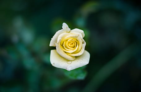 selective-focus photography of yellow rose flower thumbnail
