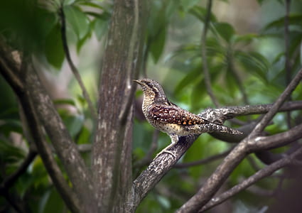 selective focus photography of brown bird thumbnail