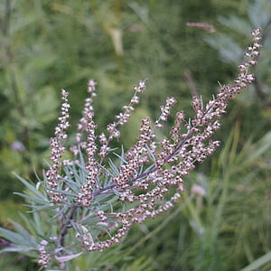 tilt shift lens photography of white paleweed flower thumbnail