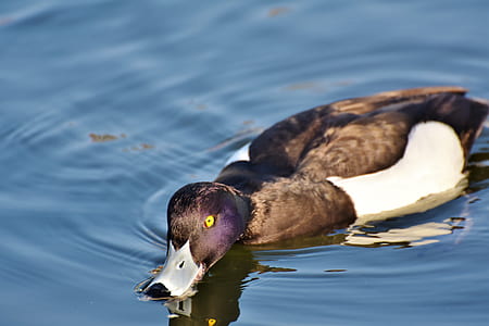 brown and black duck on body of wate r thumbnail