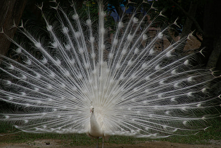 white peacock standing on green grass thumbnail