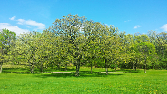 green leafed trees under clear blue sky thumbnail
