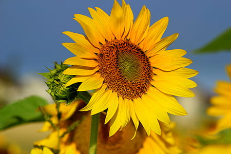 yellow sunflower on macro shot thumbnail