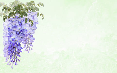 purple flowers with green leaves thumbnail