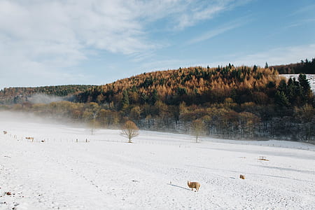 brown forest and snowy land thumbnail