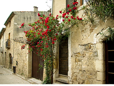 photography of red rose flowers during daytime thumbnail