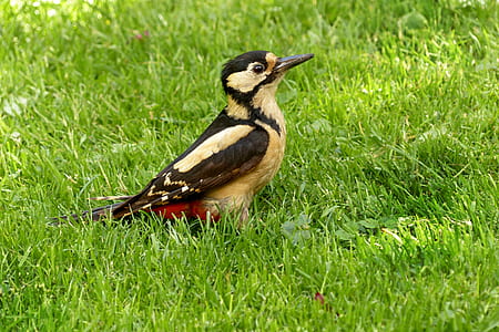 brown and beige bird on grass thumbnail