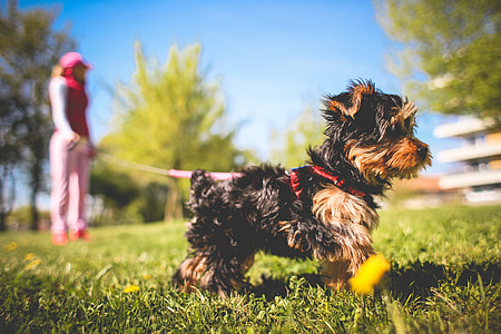 Cute Yorkshire Puppy thumbnail