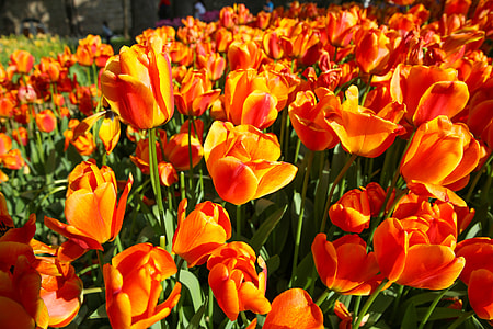Beautiful Tulip Flower thumbnail