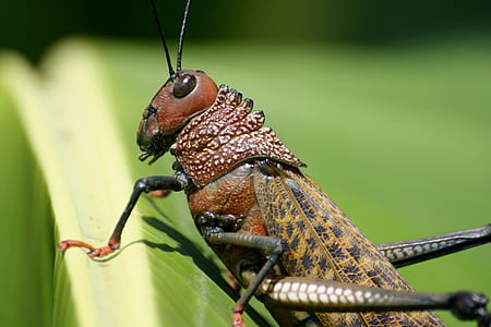 brown locust closeup photography thumbnail