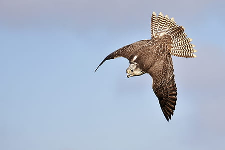photo of brown and white Vulture bird thumbnail