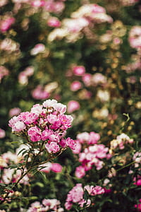 nature, flowers, garden, petals thumbnail