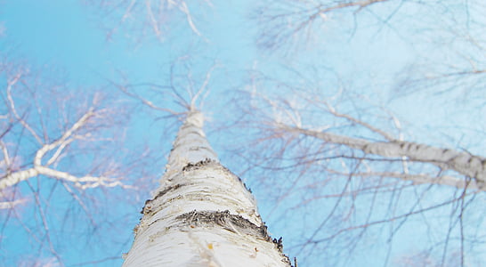 white tree thumbnail