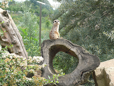 gray mammal standing on trunk thumbnail