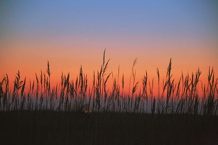 silhouette photography of plants thumbnail