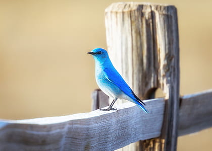blue bird on brown wooden fence thumbnail