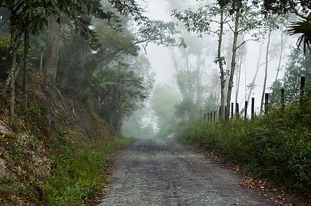 dirt road between trees at daytime thumbnail