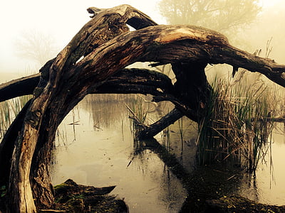 dry tree brunch on the body of water thumbnail
