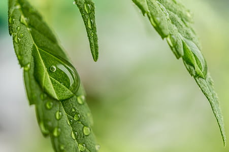 selective focus photography of green leaf with water dew thumbnail