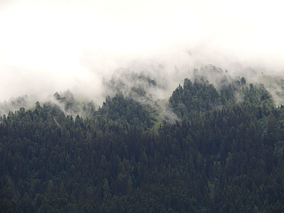 trees on mountain under white clouds thumbnail