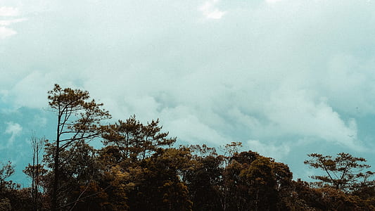 Scenic View of the Trees thumbnail