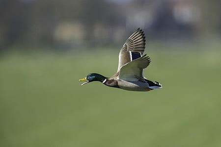 flying mallard duck in selective focus photography thumbnail